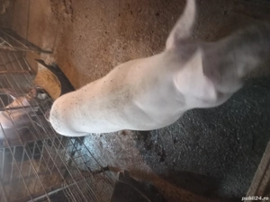 vand scroafa - imagine 4