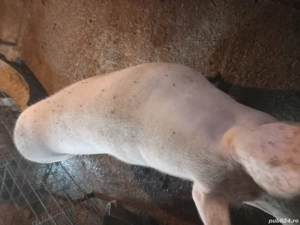 vand scroafa - imagine 2