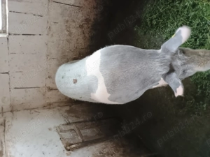 Porc de vânzare !!! - imagine 3 Porc de vânzare !!! - imagine 3