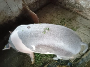 Porc de vânzare !!! - imagine 4 Porc de vânzare !!! - imagine 4
