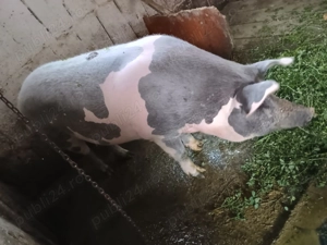 Porc de vânzare !!!