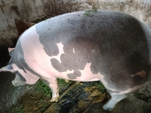 Porc de vânzare !!! - imagine 2 Porc de vânzare !!! - imagine 2