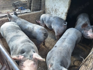 Porci pentru Craciun