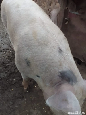 vand porci - imagine 2 vand porci - imagine 2