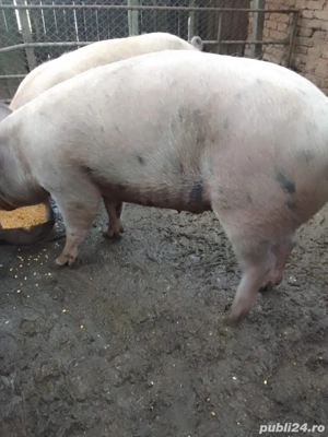 vand porci - imagine 3 vand porci - imagine 3