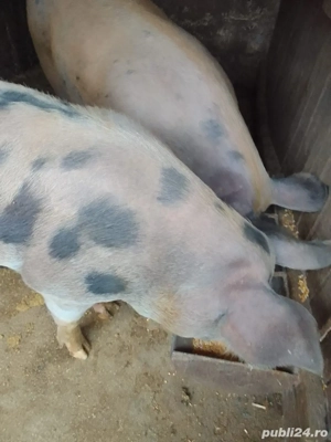 vand porci - imagine 5 vand porci - imagine 5