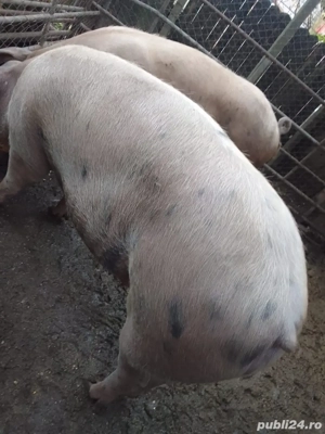 vand porci - imagine 4 vand porci - imagine 4