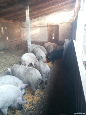 porci de vânzare 