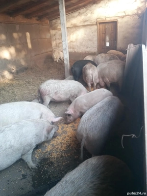 porci de vânzare  - imagine 3 porci de vânzare  - imagine 3