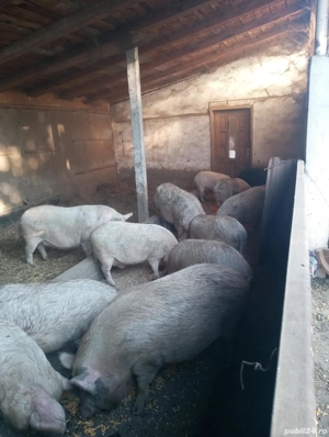 porci de vânzare  - imagine 2 porci de vânzare  - imagine 2