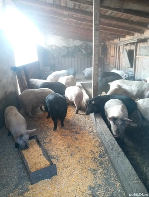 porci de vânzare  - imagine 4 porci de vânzare  - imagine 4