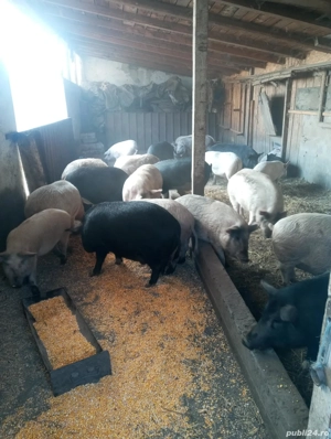 porci de vânzare  - imagine 5 porci de vânzare  - imagine 5