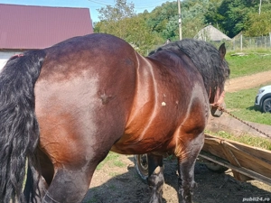 Vând armăsar de 5 ani!