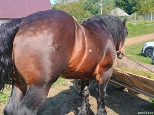 Vând armăsar de 5 ani! - imagine 4 Vând armăsar de 5 ani! - imagine 4