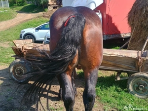 Vând armăsar de 5 ani! - imagine 3 Vând armăsar de 5 ani! - imagine 3