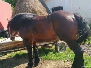 Vând armăsar de 5 ani! - imagine 2 Vând armăsar de 5 ani! - imagine 2