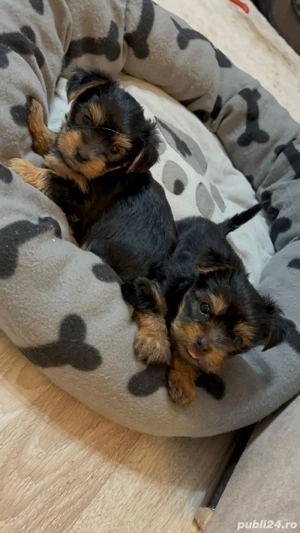 Vând căței Yorkshire Terrier 2 fetițe și 1 băiețel! - imagine 3