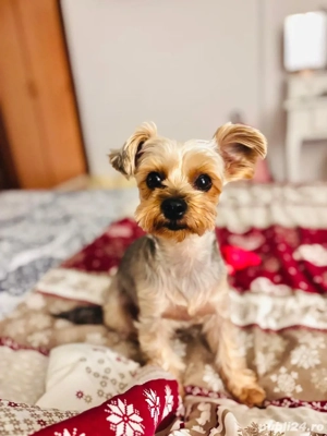 Vând căței Yorkshire Terrier 2 fetițe și 1 băiețel! - imagine 4