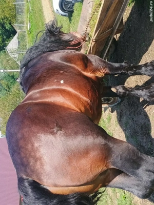 Vând armăsar de 5 ani! - imagine 5 Vând armăsar de 5 ani! - imagine 5