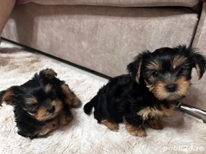 Vând căței Yorkshire Terrier 2 fetițe și 1 băiețel!