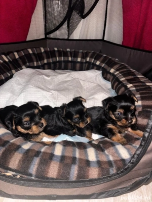 Vând căței Yorkshire Terrier 2 fetițe și 1 băiețel! - imagine 2