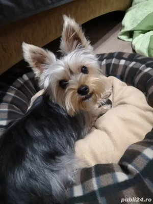 Vând căței Yorkshire Terrier 2 fetițe și 1 băiețel! - imagine 5