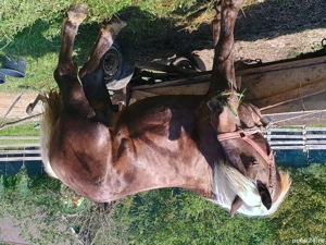 Vând armăsar de 3 ani rasa breton! - imagine 4