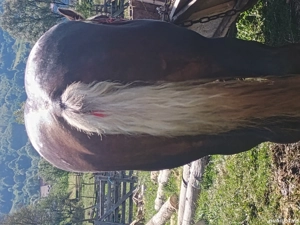 Vând armăsar de 3 ani rasa breton!