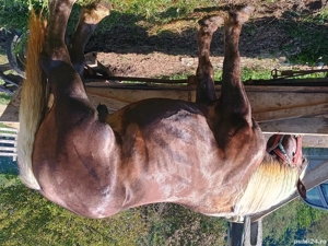 Vând armăsar de 3 ani rasa breton! - imagine 5