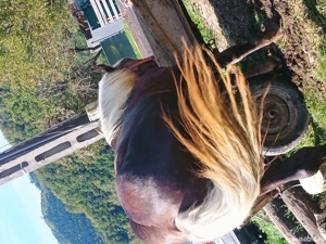 Vând armăsar de 3 ani rasa breton! - imagine 2