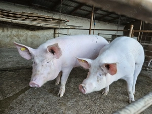 Vând porci pentru sacrificat 