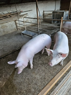 Vând porci pentru sacrificat