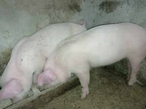 De vânzare pentru prăsilă.