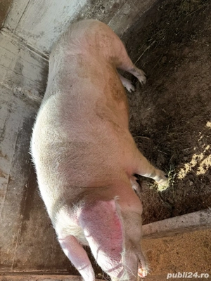 Vand purcea  - imagine 3 Vand purcea  - imagine 3