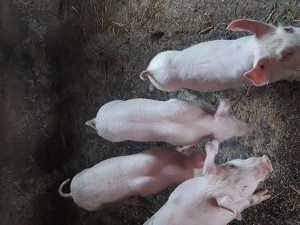 vand purcei de 12 saptamani