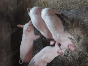 vand purcei de 12 saptamani