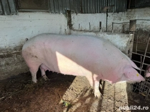 Vand purcea  - imagine 2 Vand purcea  - imagine 2