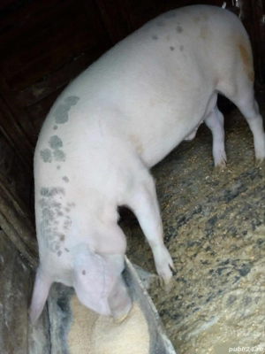 vând porci - imagine 2