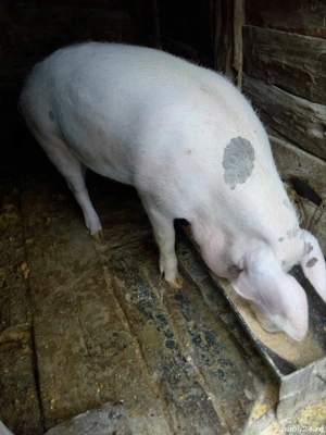 vând porci - imagine 3