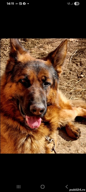 Caine Ciobanesc German 