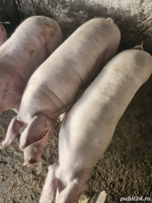 Vand porci  - imagine 3 Vand porci  - imagine 3