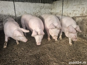 Vand porci  - imagine 2 Vand porci  - imagine 2