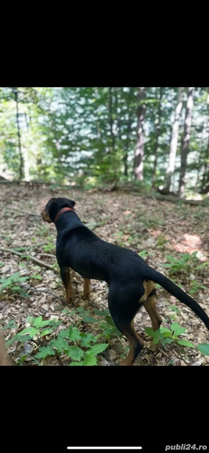 capoi ardenelesc  - imagine 2 capoi ardenelesc  - imagine 2