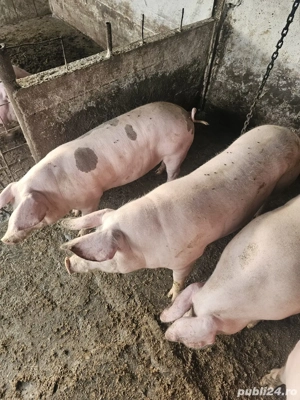 Vand porci  - imagine 4 Vand porci  - imagine 4