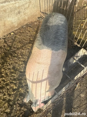 porci sacrificat - imagine 3