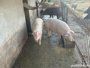 porci sacrificat - imagine 4