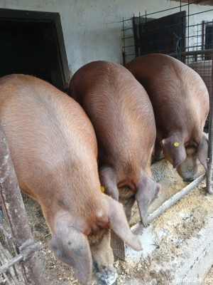 vând porci grasi - imagine 3