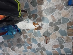 Vînd cățel Jak Rusel Terierr - imagine 5 Vînd cățel Jak Rusel Terierr - imagine 5