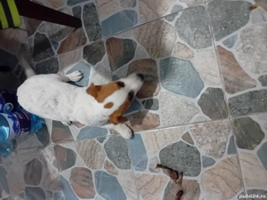 Vînd cățel Jak Rusel Terierr - imagine 2 Vînd cățel Jak Rusel Terierr - imagine 2