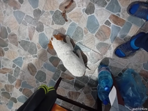 Vînd cățel Jak Rusel Terierr - imagine 3 Vînd cățel Jak Rusel Terierr - imagine 3